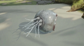 Thumbnail for version as of 03:09, 22 August 2026