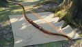 Thumbnail for version as of 05:19, 11 July 2026