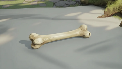 Cleaned Bone
