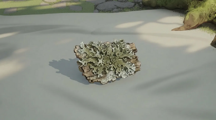 Lichen Sample