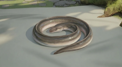 Raw Eel